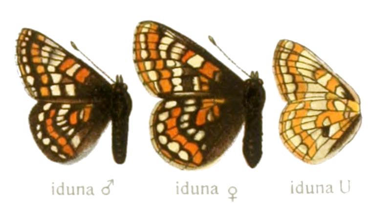 Euphydryas iduna