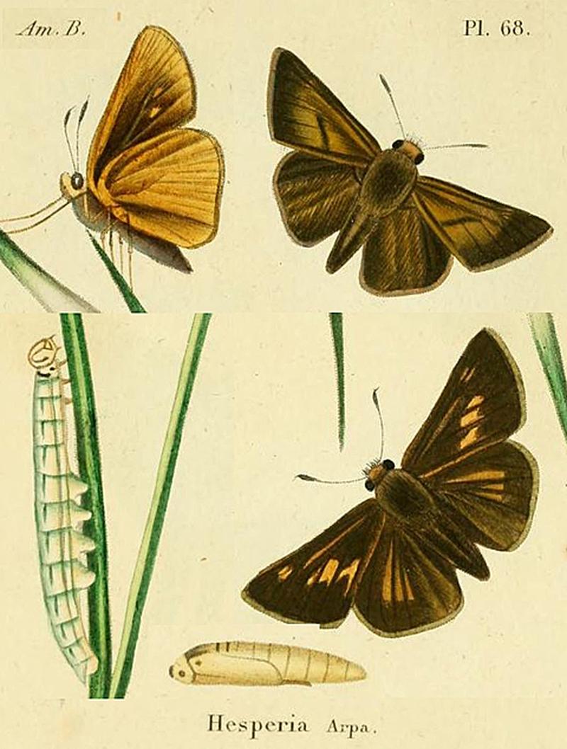 Euphyes arpa (Hesperiidae) from Original Description