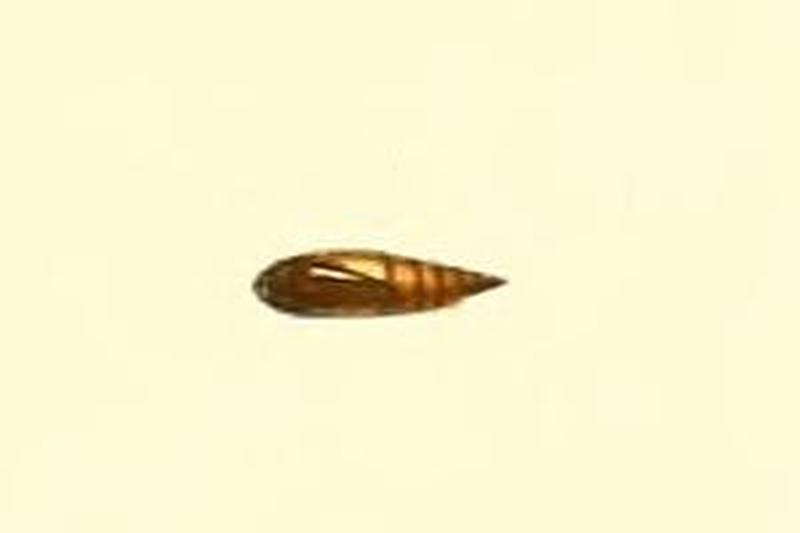 Eupithecia cocciferata pupa