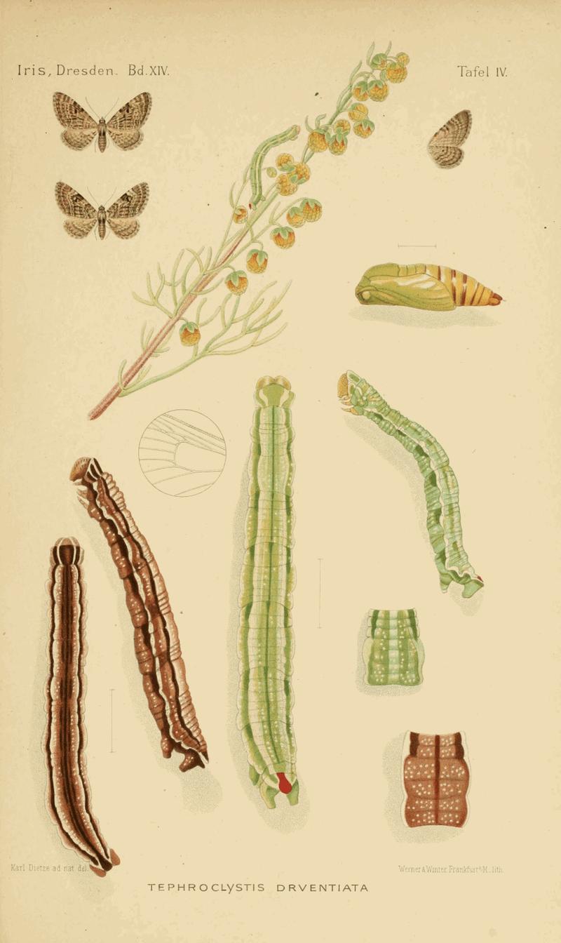 Eupithecia druentiata plate
