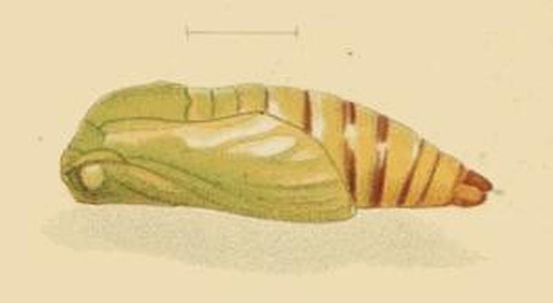 Eupithecia druentiata pupa