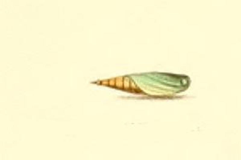 Eupithecia rosmarinata pupa