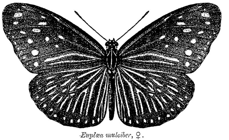 Eupleoa mulciber ctb