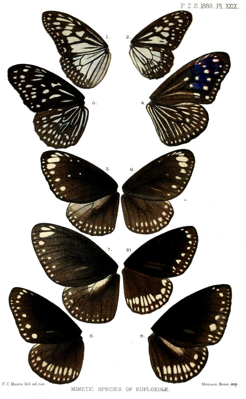 Euploea1Moore