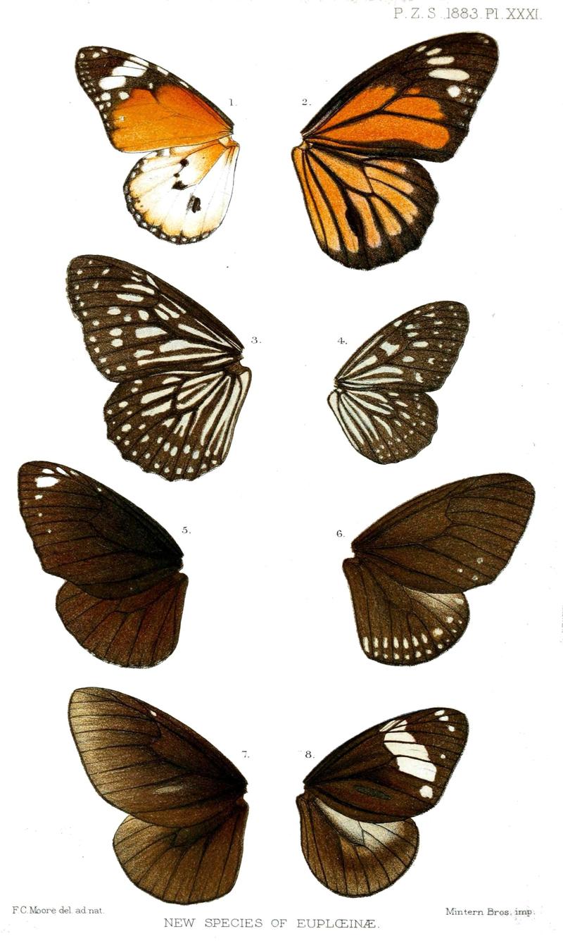 Euploea3Moore