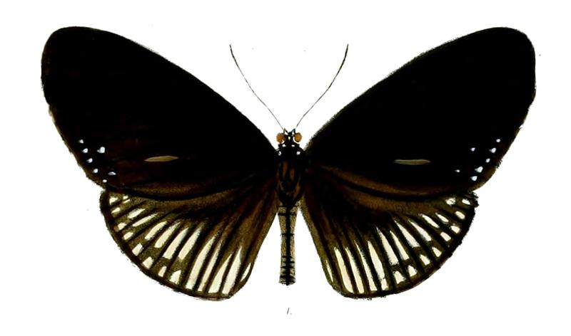 EuploeaAlcathoe 31 1