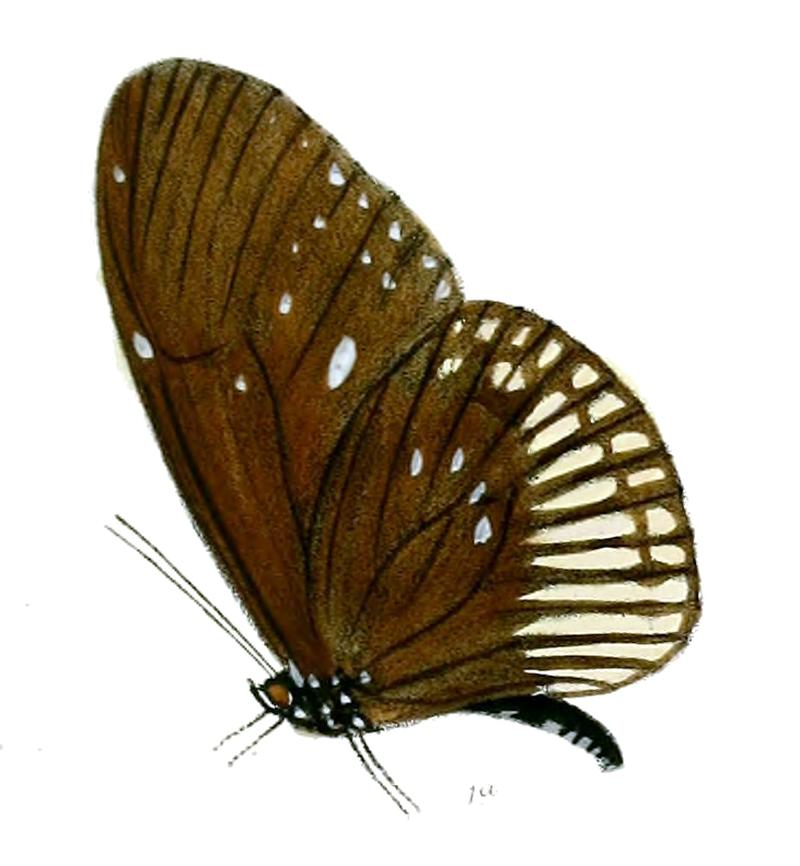 EuploeaAlcathoe 31 1a
