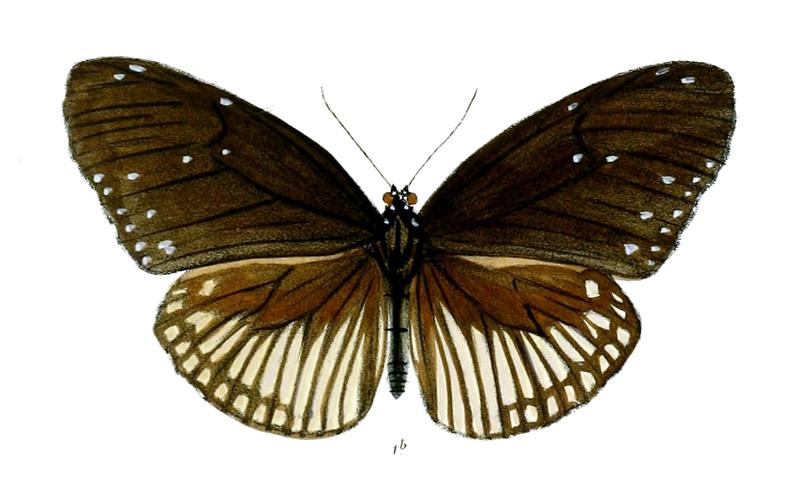 EuploeaAlcathoe 31 1b