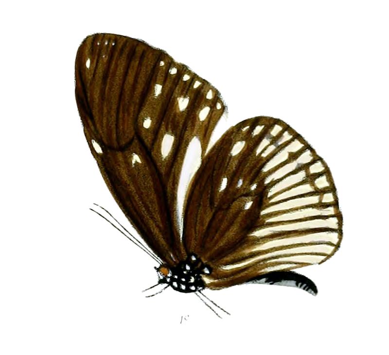 EuploeaAlcathoe 31 1c