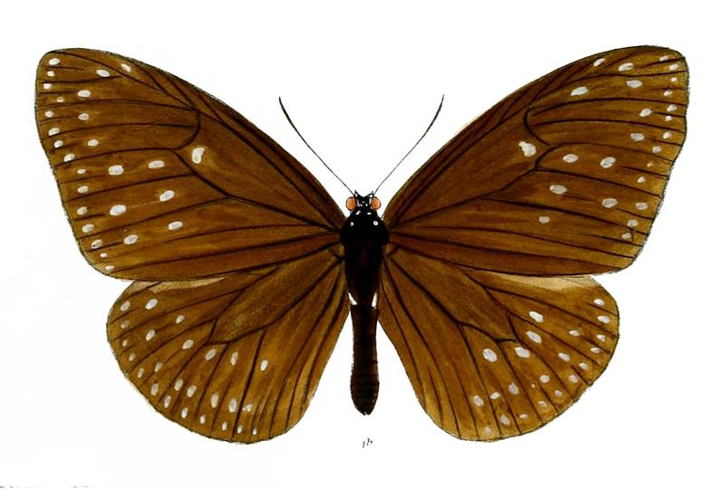 EuploeaCorus 37 1b