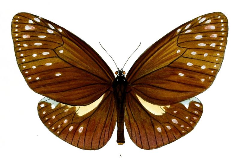 EuploeaPhoebus 38 1
