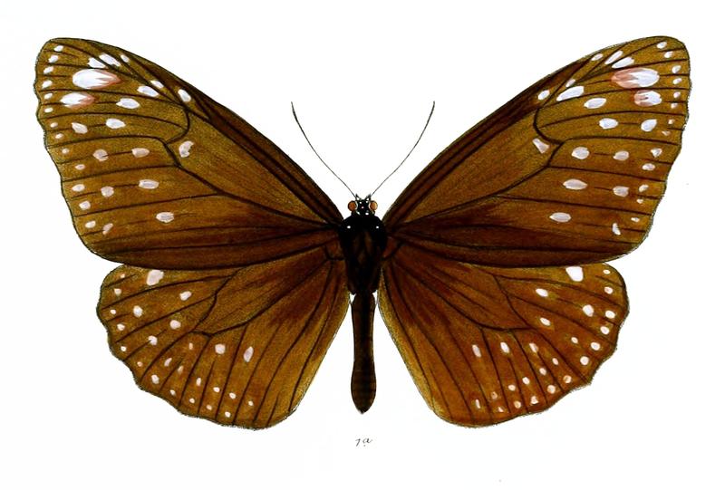EuploeaPhoebus 38 1a