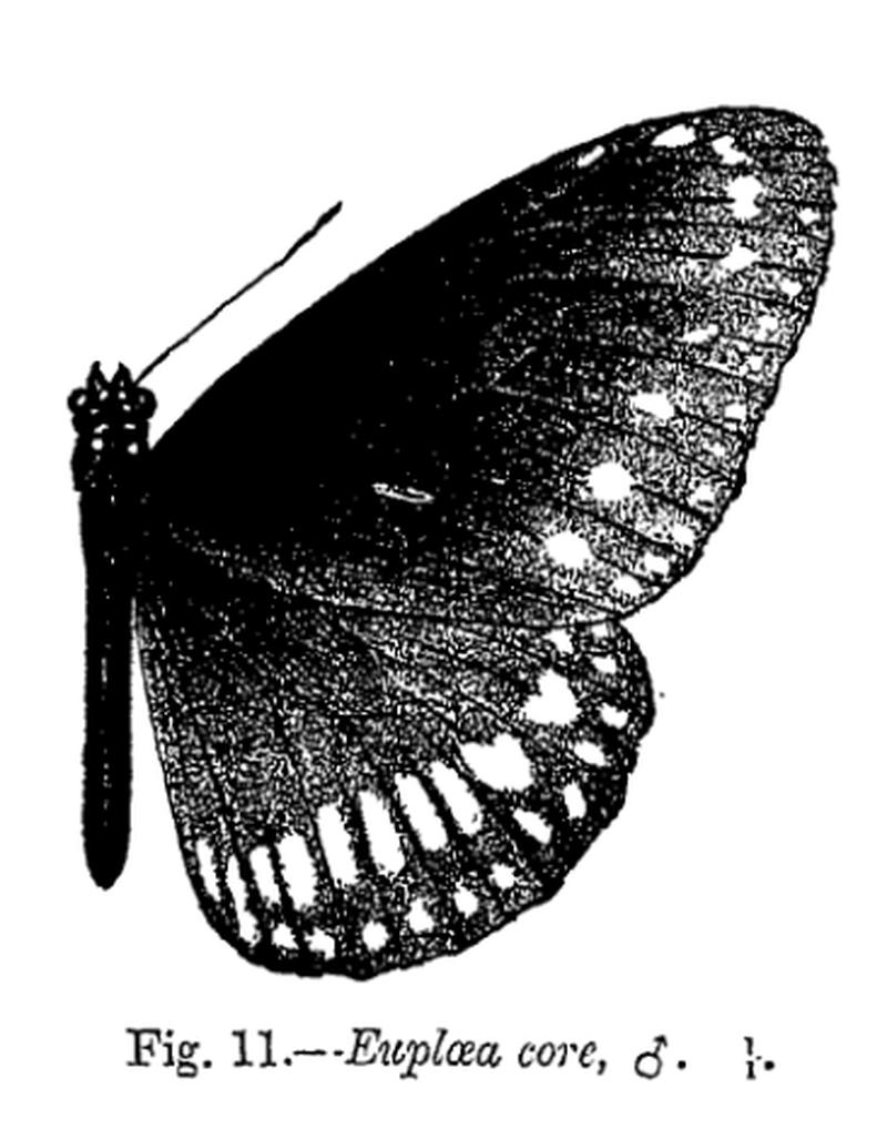 Euploea core core (m) - Bingham