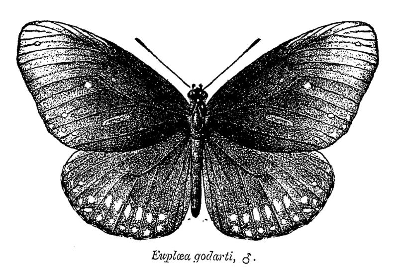 Euploea core godarti ctb