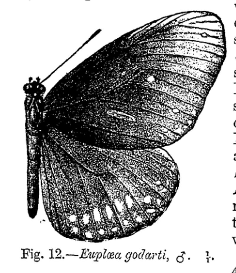 Euploea godarti (m) - Bingham
