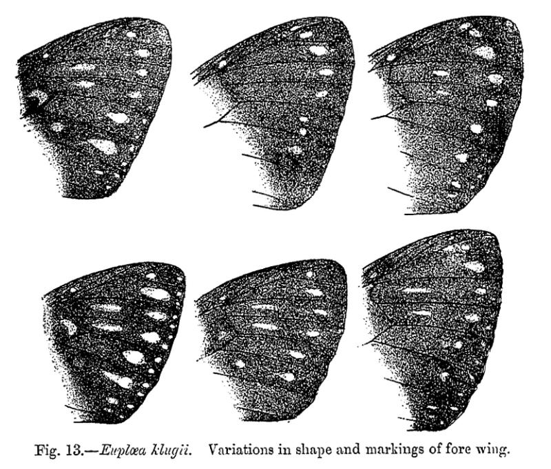 Euploea klugii - Bingham