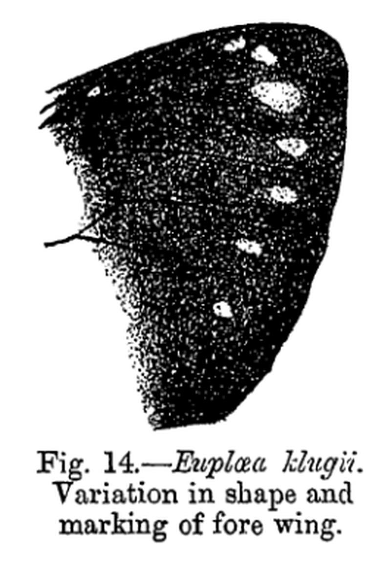 Euploea klugii 2 - Bingham