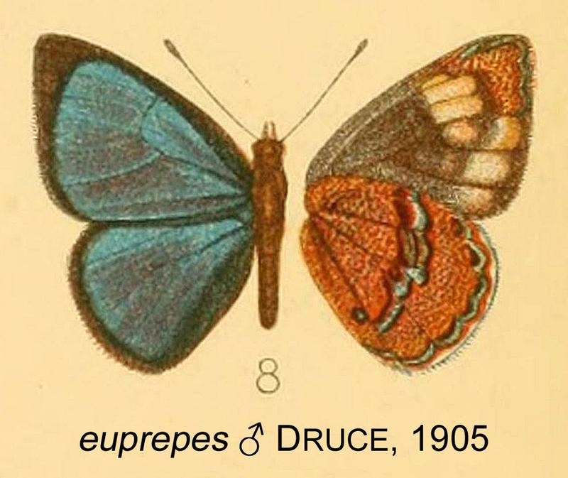 euprepes from original description