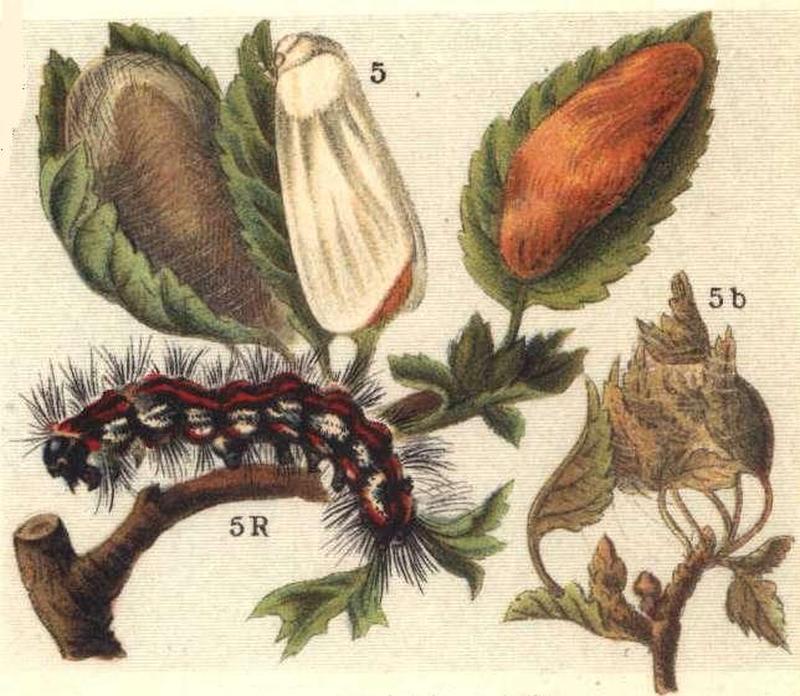 Euproctis chrysorrhoea ugglan