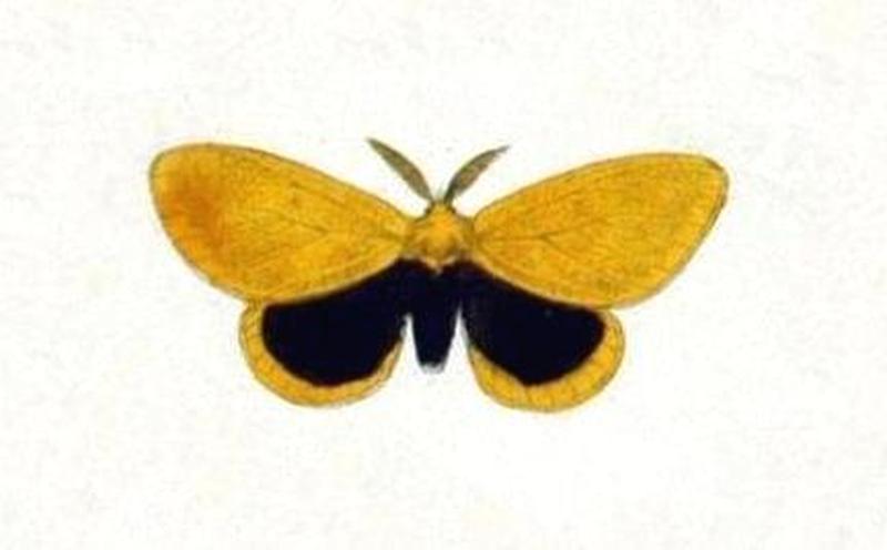 Euproctis conspersa NovaraExpZoologischeTheilLepidopteraAtlasTaf98 - Copy