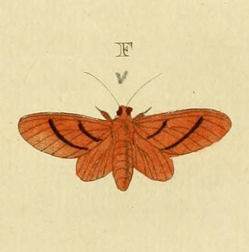 Eupseudosoma bifasciata