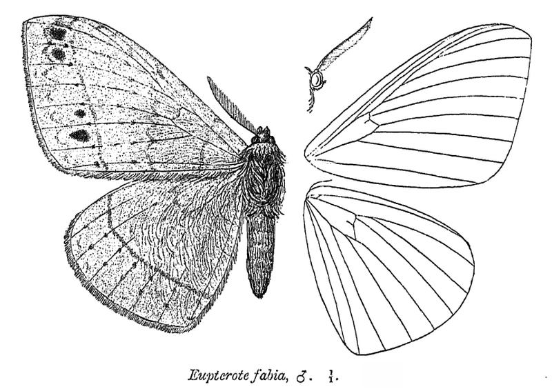 EupteroteFabia