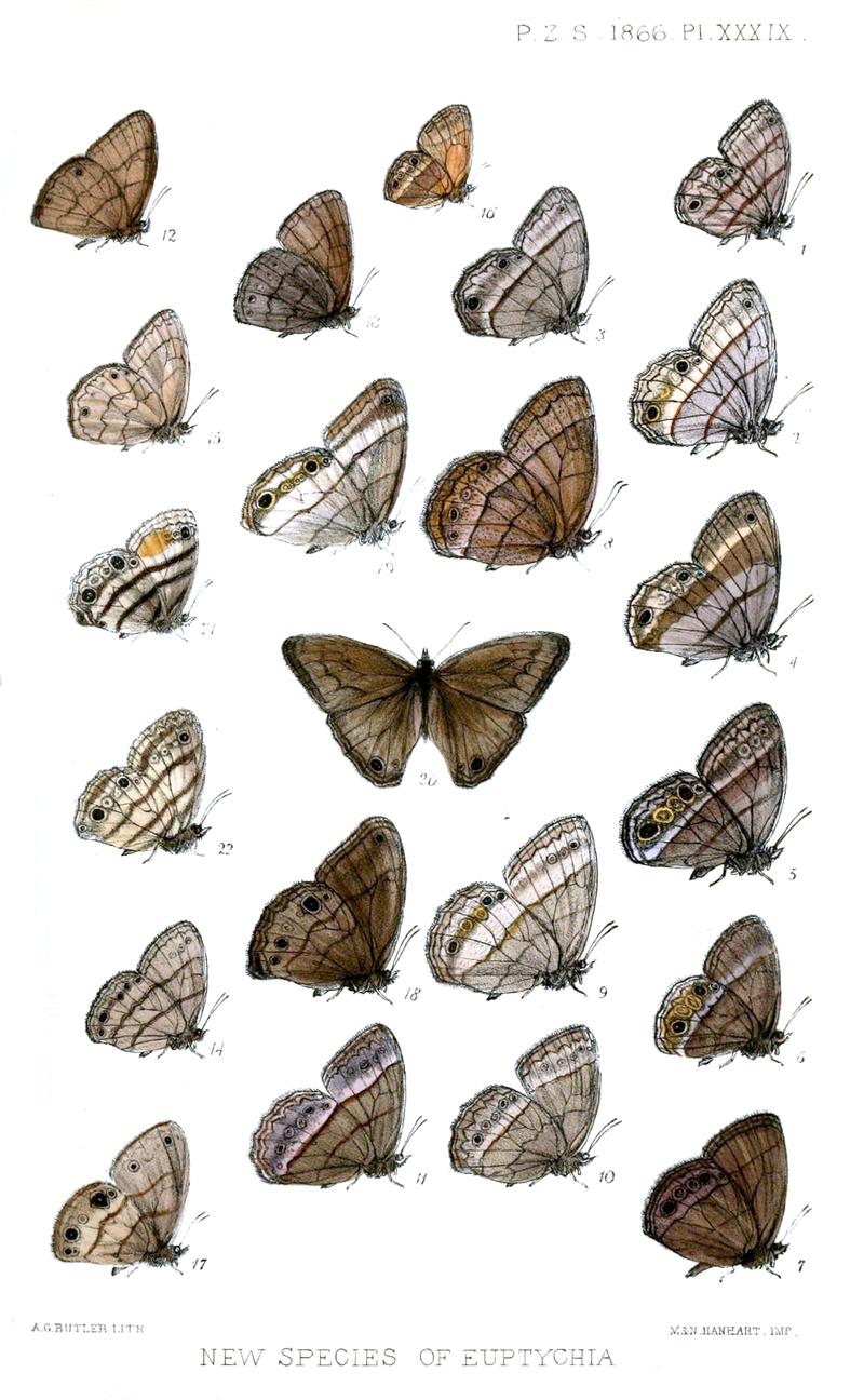 Euptychiina butterflies