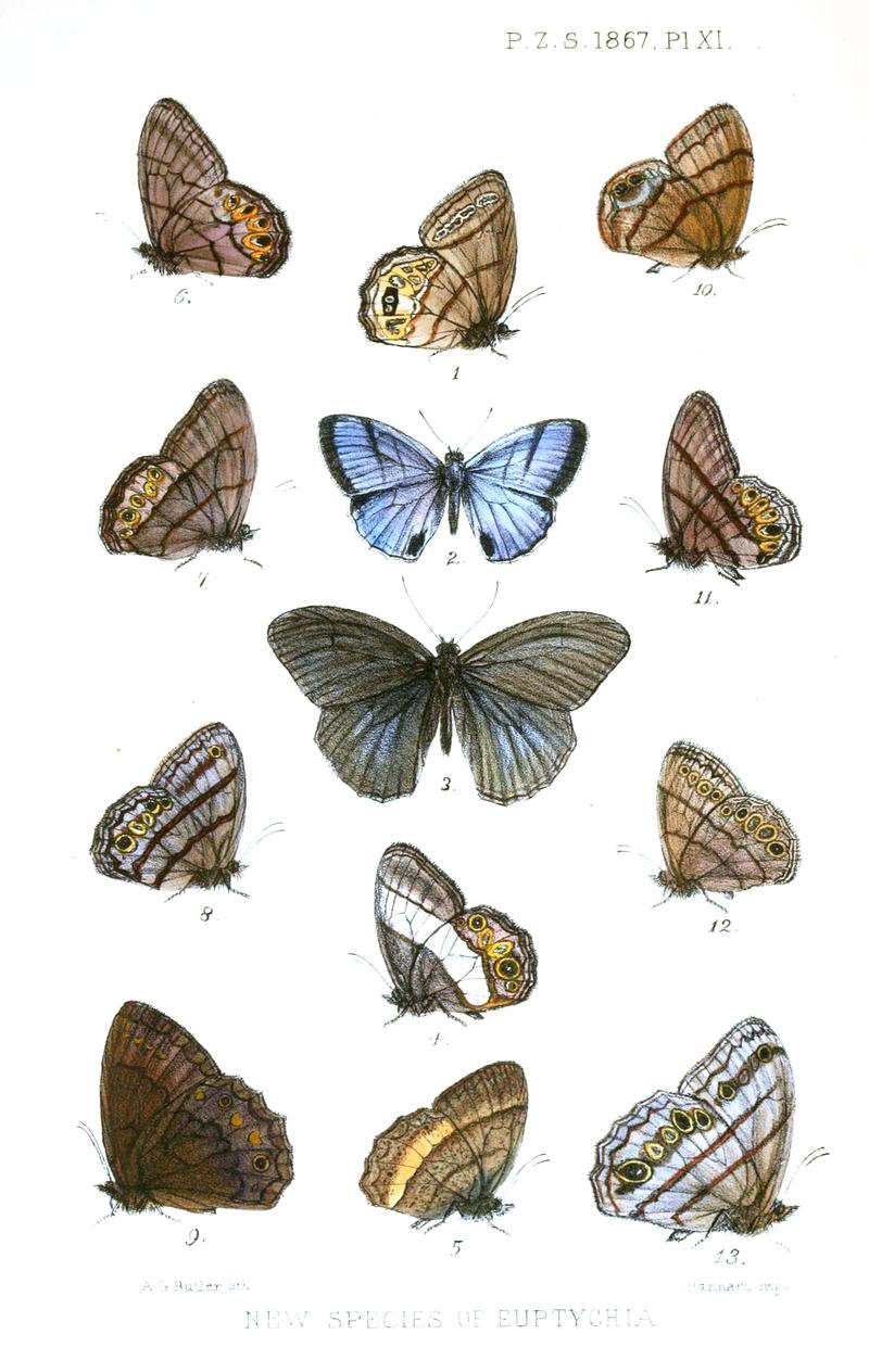 Euptychiina butterflies