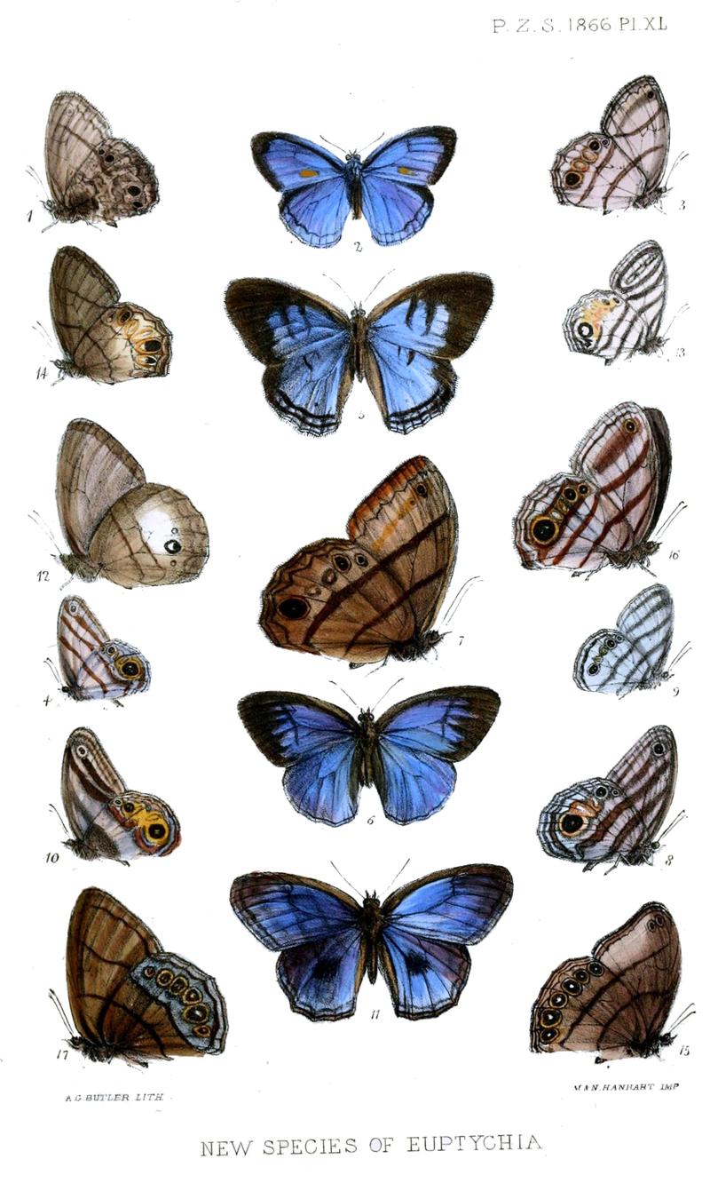 Euptychiina butterflies