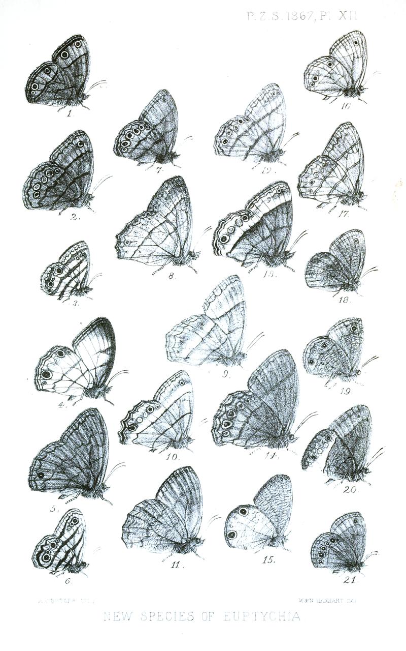 Satyrini butterflies