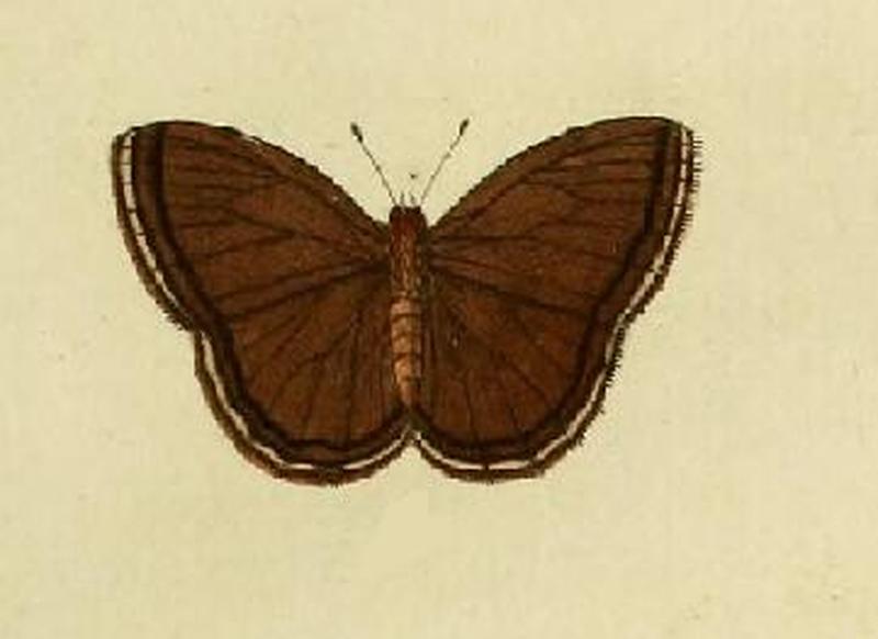 Euptychia argante