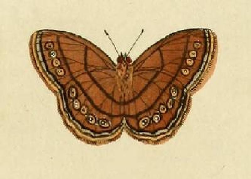 Euptychia argante1