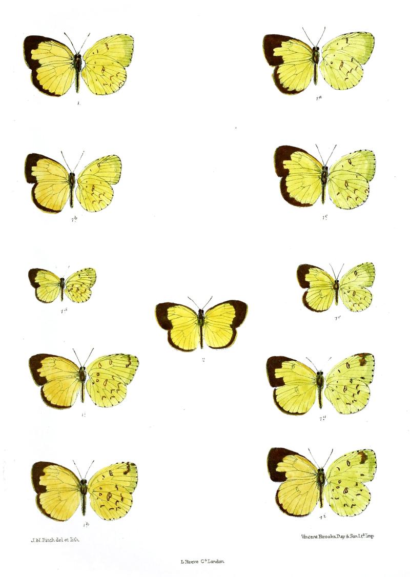 Eurema hecabe