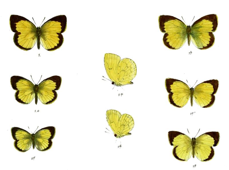 Eurema libythea