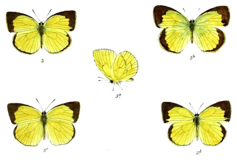 Eurema laeta rama