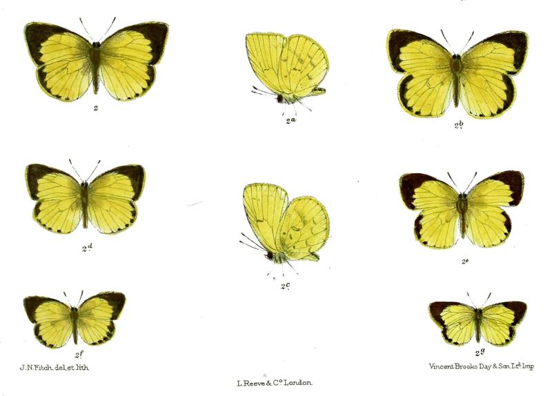 Eurema brigitta rubella