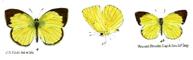 Eurema laeta sikkima