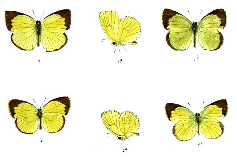 Eurema venata Eurema laeta