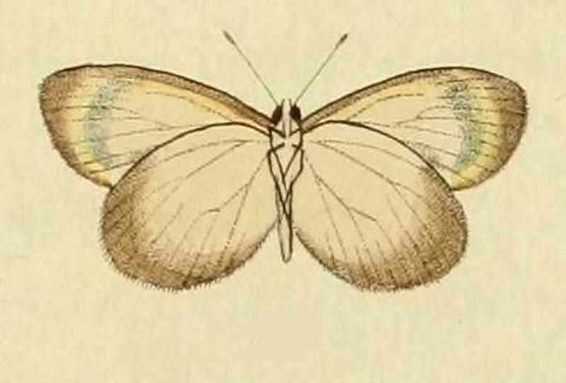 Eurema elathea1