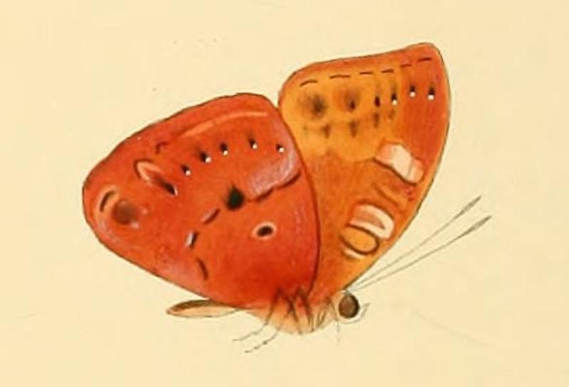 Euriphene amicia