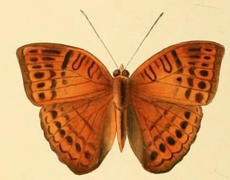 Euriphene amicia1