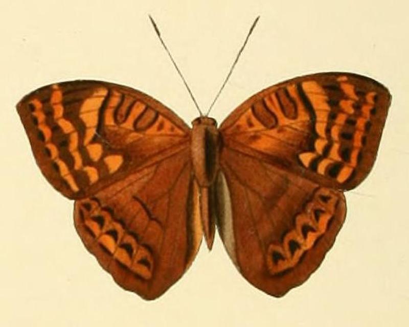 Euriphene ampedusa1