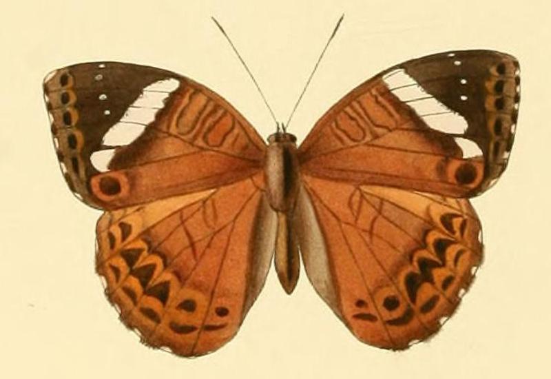 Euriphene ampedusa2