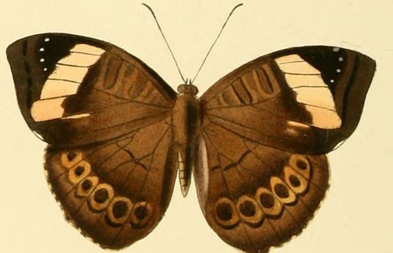 Euriphene aridatha1