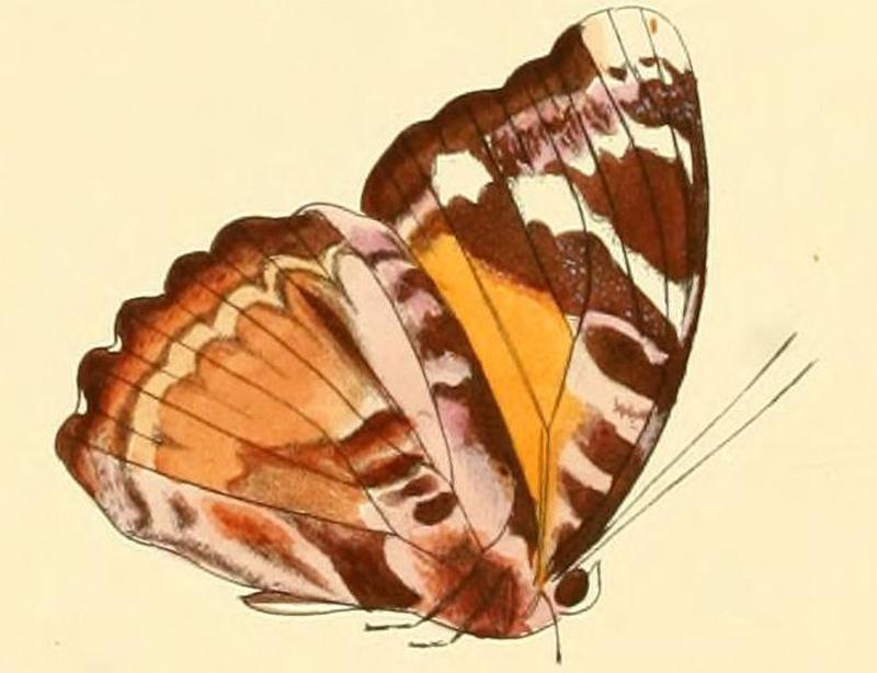 Euriphene atossa
