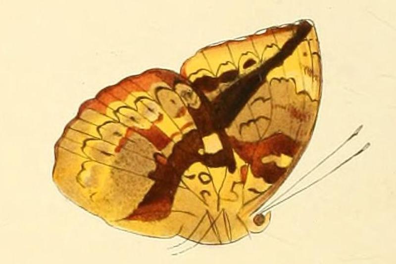 Euriphene lesbonax