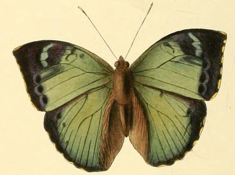Euriphene lesbonax1