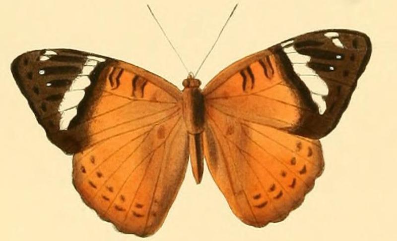 Euriphene lysandra