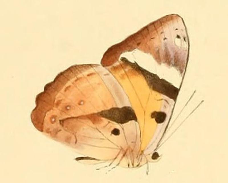 Euriphene lysandra1