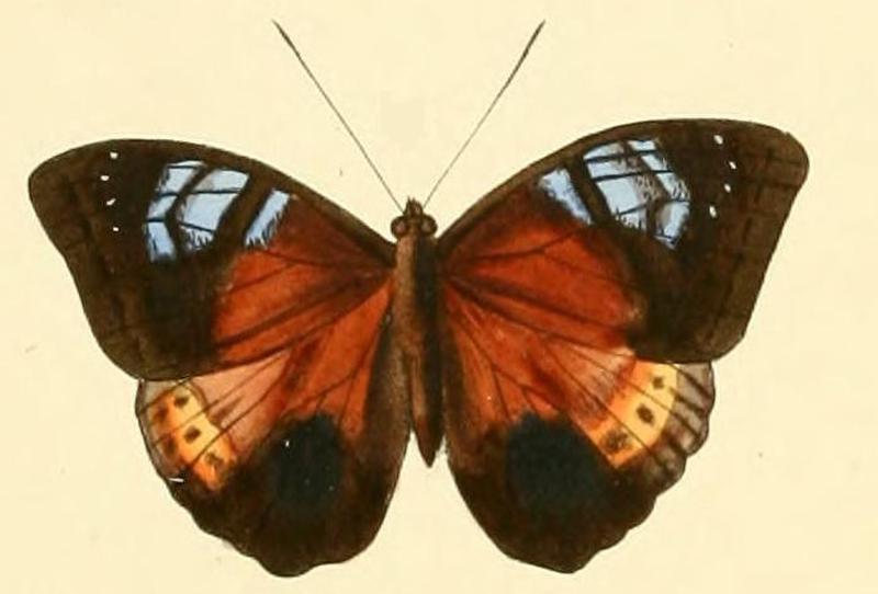 Euriphene milnei1